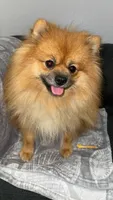 Maxik, a male Pomeranian for sale in Kent, WA – 3 of 9