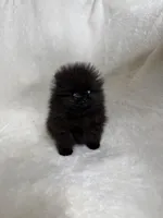 Luna, a female Pomeranian for sale in Kent, WA – Photo 2 of 3