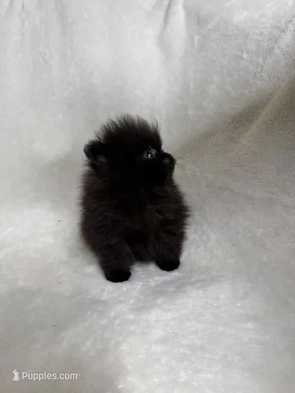 Luna – Pomeranian puppy for sale in Kent, WA