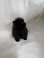Luna, a female Pomeranian for sale in Kent, WA – Photo 1 of 3