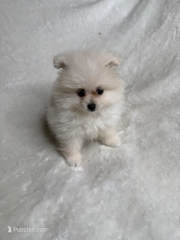 Kenny – Pomeranian puppy for sale in Kent, WA