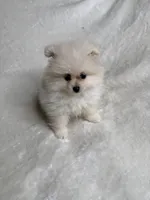 Kenny, a male Pomeranian for sale in Kent, WA – Photo 1 of 3