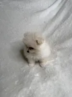Kenny, a male Pomeranian for sale in Kent, WA – Photo 3 of 3