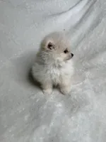 Kenny, a male Pomeranian for sale in Kent, WA – Photo 2 of 3