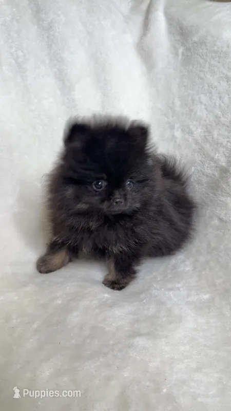 RonRon  – Pomeranian puppy for sale in Kent, WA