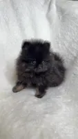 RonRon , a male Pomeranian for sale in Kent, WA – Photo 1 of 2