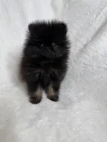 RonRon , a male Pomeranian for sale in Kent, WA – Photo 2 of 2