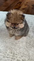 Dottie, a female Pomeranian for sale in Kent, WA – 5 of 6