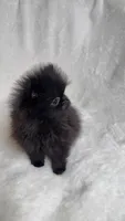 Mini, a female Pomeranian for sale in Kent, WA – Photo 2 of 2