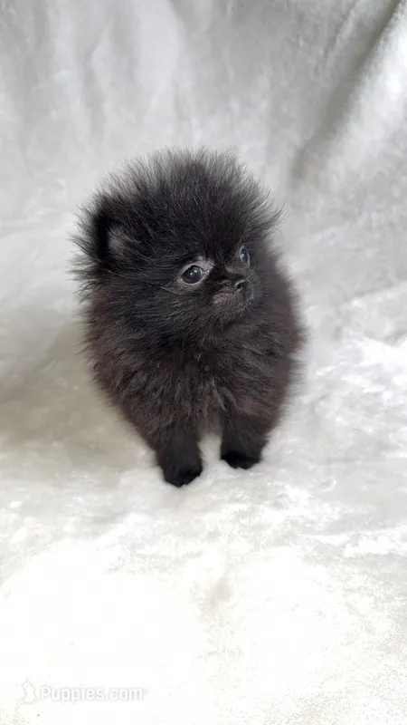 Mini – Pomeranian puppy for sale in Kent, WA