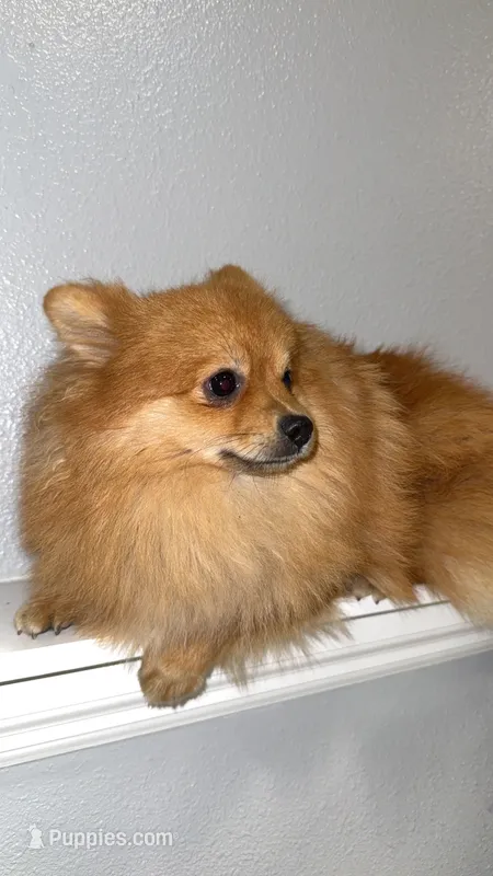 Ginger  – Pomeranian puppy for sale in Kent, WA