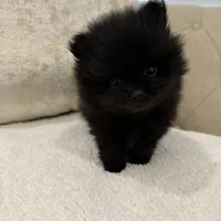 Celine, a female Pomeranian for sale in Kent, WA – Photo 6 of 9