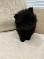 Celine, a female Pomeranian for sale in Kent, WA – Photo 6 of 9