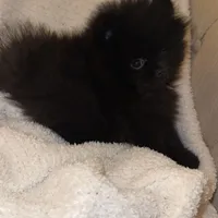 Celine, a female Pomeranian for sale in Kent, WA – Photo 5 of 9