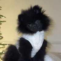 Celine, a female Pomeranian for sale in Kent, WA – Photo 3 of 9