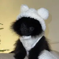 Celine, a female Pomeranian for sale in Kent, WA – Photo 4 of 9