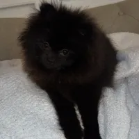 Celine, a female Pomeranian for sale in Kent, WA – Photo 2 of 9