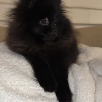 Celine, a female Pomeranian for sale in Kent, WA – Photo 1 of 9