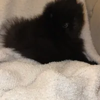 Celine, a female Pomeranian for sale in Kent, WA – Photo 7 of 9