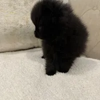 Celine, a female Pomeranian for sale in Kent, WA – Photo 9 of 9