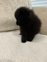 Celine, a female Pomeranian for sale in Kent, WA – Photo 9 of 9