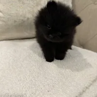 Celine, a female Pomeranian for sale in Kent, WA – Photo 8 of 9