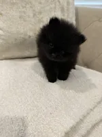 Celine, a female Pomeranian for sale in Kent, WA – Photo 8 of 9