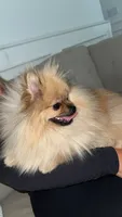 Charles, a male Pomeranian for sale in Kent, WA – 2 of 4