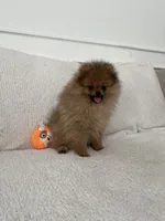 Star, a female Pomeranian for sale in Kent, WA – 2 of 4