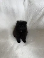 Star, a female Pomeranian for sale in Kent, WA – Photo 1 of 3