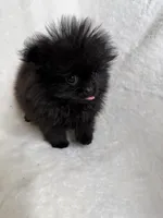 Star, a female Pomeranian for sale in Kent, WA – Photo 2 of 3