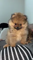 Diana, a female Pomeranian for sale in Kent, WA – 1 of 1