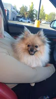Charles, a male Pomeranian for sale in Kent, WA – 3 of 4
