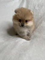 Lola, a female Pomeranian for sale in Kent, WA – Photo 2 of 3