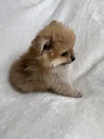 Lola, a female Pomeranian for sale in Kent, WA – Photo 1 of 3