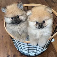 Maxik, a male Pomeranian for sale in Kent, WA – Photo 6 of 6