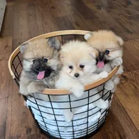 Maxik, a male Pomeranian for sale in Kent, WA – Photo 5 of 6