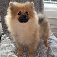 Maxik, a male Pomeranian for sale in Kent, WA – Photo 2 of 6