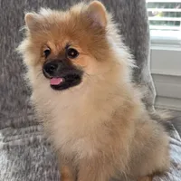 Maxik, a male Pomeranian for sale in Kent, WA – Photo 1 of 6