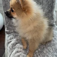 Maxik, a male Pomeranian for sale in Kent, WA – Photo 4 of 6