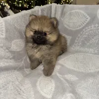 Charles, a male Pomeranian for sale in Kent, WA – 1 of 1