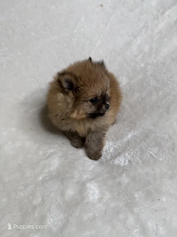 Star – Pomeranian puppy for sale in Kent, WA