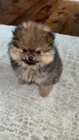 Dottie, a female Pomeranian for sale in Kent, WA – 2 of 6