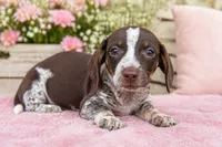 Moca, a female Miniature Dachshund for sale in Stratford, OK – Photo 1 of 3