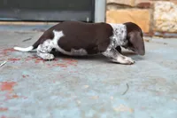 Moca, a female Miniature Dachshund for sale in Stratford, OK – Photo 3 of 3