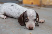 Bennie , a male Miniature Dachshund for sale in Stratford, OK – Photo 2 of 5