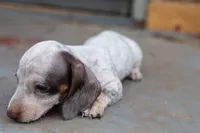 Bennie , a male Miniature Dachshund for sale in Stratford, OK – Photo 3 of 5