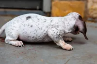 Bennie , a male Miniature Dachshund for sale in Stratford, OK – Photo 4 of 5