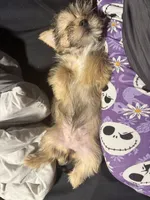 Ember, a female Shorkie for sale in Rolla, MO – Photo 8 of 9