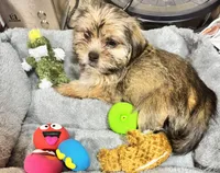 Ember, a female Shorkie for sale in Rolla, MO – Photo 3 of 9